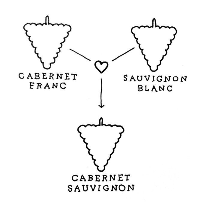 cabernet-sauvignon-progeny